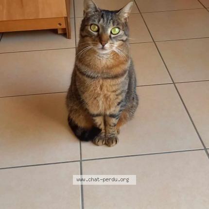 Photo 1/1 Chester Chat lost in Rosieres en santerre