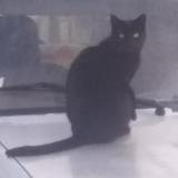 Picture of cat lost at Issoudun