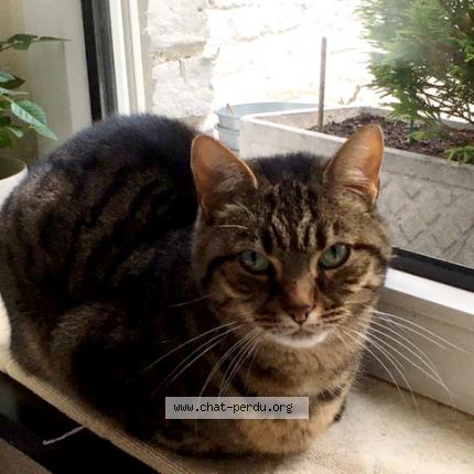 Foto van vermiste kat in Liege