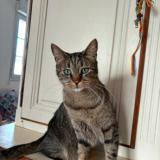 Picture of cat lost at Aigrefeuille D Aunis