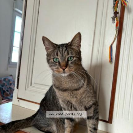 Photo 1/1 Sablé Chat lost in Aigrefeuille d aunis