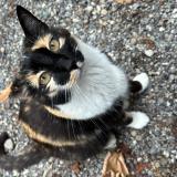 Picture of cat lost at La Roche Sur Foron