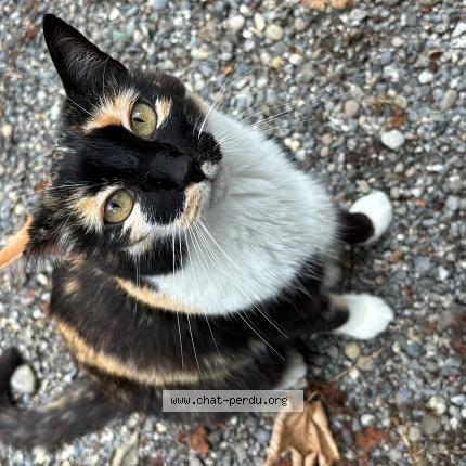 Photo 1/1 Wikkie Chat lost in La roche sur foron