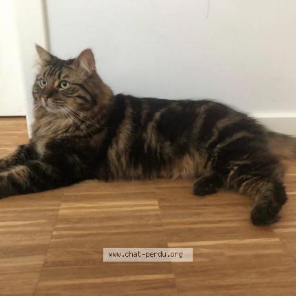 Foto einer verlorenen Katze in Kahler