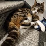 Picture of cat lost at Villers L Eveque Awans