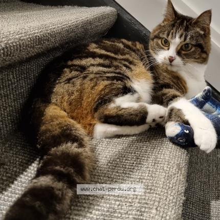 Photo 1/1 Cat reunited Lost in Villers l eveque awans