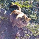 Picture of cat lost at La Souque