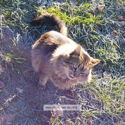 Photo 1/1 Titou Chat lost in La souque