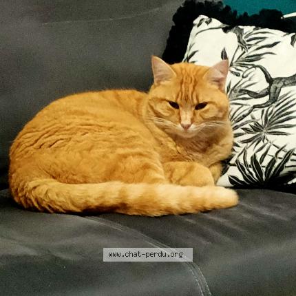 Photo 1/1 Charlie Chat lost in St jean de la ruelle