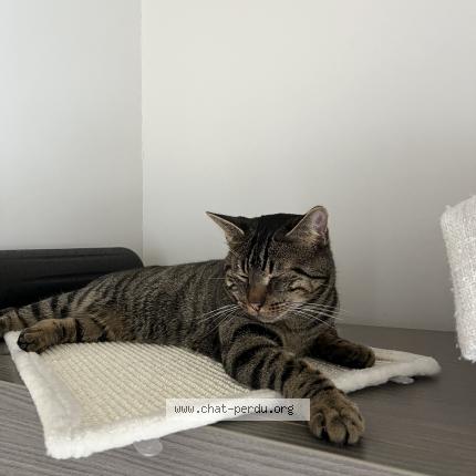 Foto van vermiste kat in Brussels