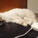 Picture of cat lost at Eze