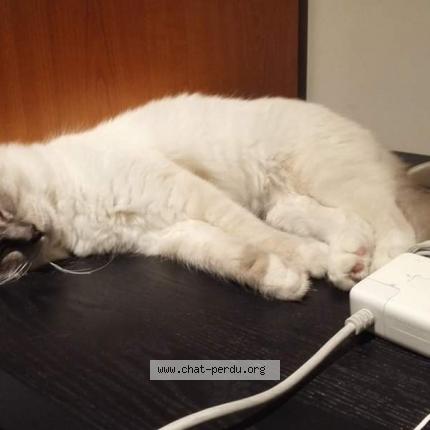 Photo 1/1 Maxou Chat lost in Eze