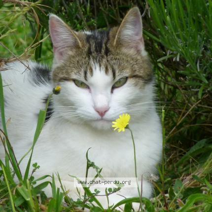 Photo 1/1 Sacha Chat lost in Guemene penfao