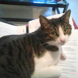 Picture of cat lost at Moirans