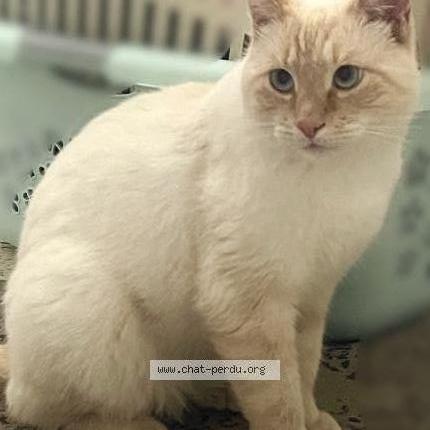 Foto 1/1 Kat teruggevonden Vermist in Honnelles