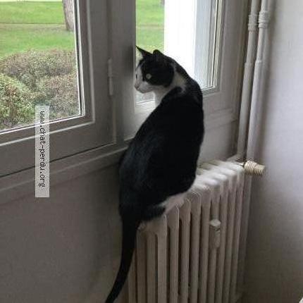 Photo 1/1 Cat reunited Lost in Lannion