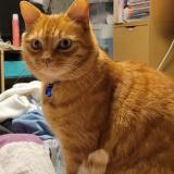 Picture of cat lost at Saint Maur