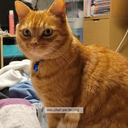 Photo 1/1 Neko Chat lost in Saint maur