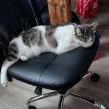 Picture of cat lost at Saint Andre Des Eaux