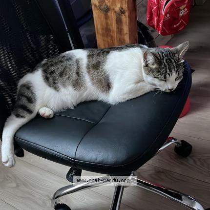 Photo 1/1 SALA Chat lost in Saint andre des eaux