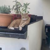 Picture of cat lost at Sarreguemines