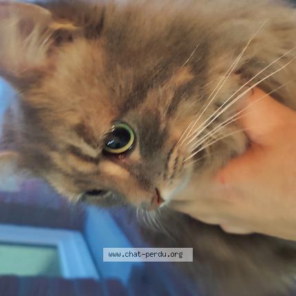 Foto van gevonden kat in Paturages