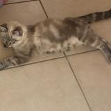 Picture of cat lost at Sainte Bazeille