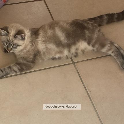 Photo 1/1 Ringo Chat lost in Sainte bazeille