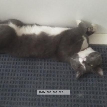 Photo 1/1 Bandit aka Bandbeno Chat lost in Edmonton