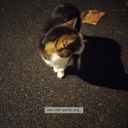 Photo 1/1 Found cat Found in Herouville saint clair