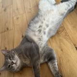 Picture of cat lost at Antibes