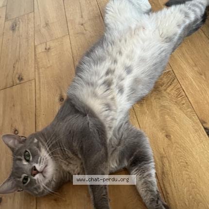 Photo 1/4 Sunday Chat lost in Antibes