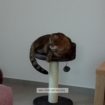 Foto 1/1 Kat teruggevonden Vermist in Hannut