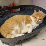 Picture of cat lost at Longeville Les Saint Avold