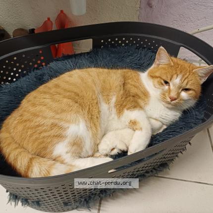 Photo 1/1 Cat reunited Lost in Longeville les saint avold