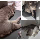 Picture of cat lost at Beziers