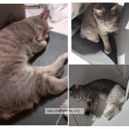 Photo 1/1 Cat reunited Lost in Beziers