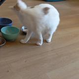 Picture of cat lost at Saint Lo