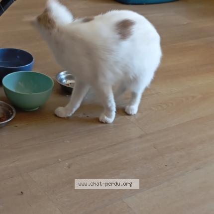 Photo 1/1 Cat reunited Lost in Saint lo