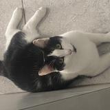 Picture of cat lost at Zellik