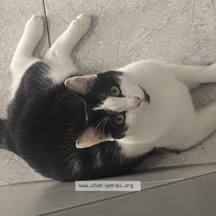 Photo 1/1 Luna Chat lost in Zellik