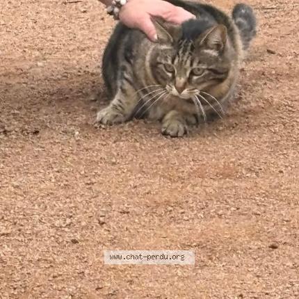 Photo 1/1 Jonquille Chat lost in La poiteviniere