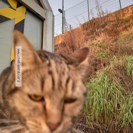 Photo 1/1 Cat reunited Found in Palaiseau