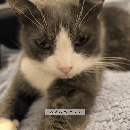 Foto 1/1 Kat teruggevonden Vermist in Montegnee
