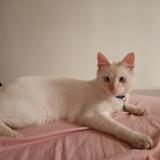 Photo of a cat found in Hamiz Dar El Beida