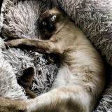 Picture of cat lost at Perpignan