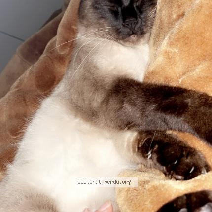 Photo 2/2 Cat reunited Lost in Perpignan