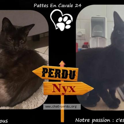 Photo 1/1 Nyx Chat lost in Tocane st apre