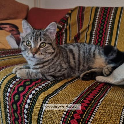 Foto 1/1 Wiedergefundene Katze Verloren in Chene Bourg