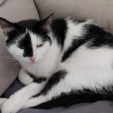 Picture of cat lost at Nassogne